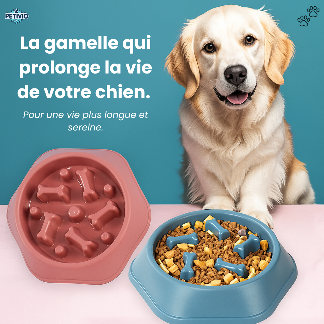 Gamelle Anti-Glouton – Pour une digestion saine et des repas apaisés