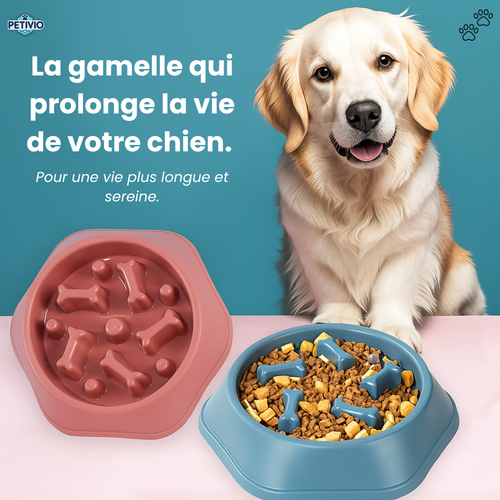 Gamelle Anti-Glouton – Pour une digestion saine et des repas apaisés