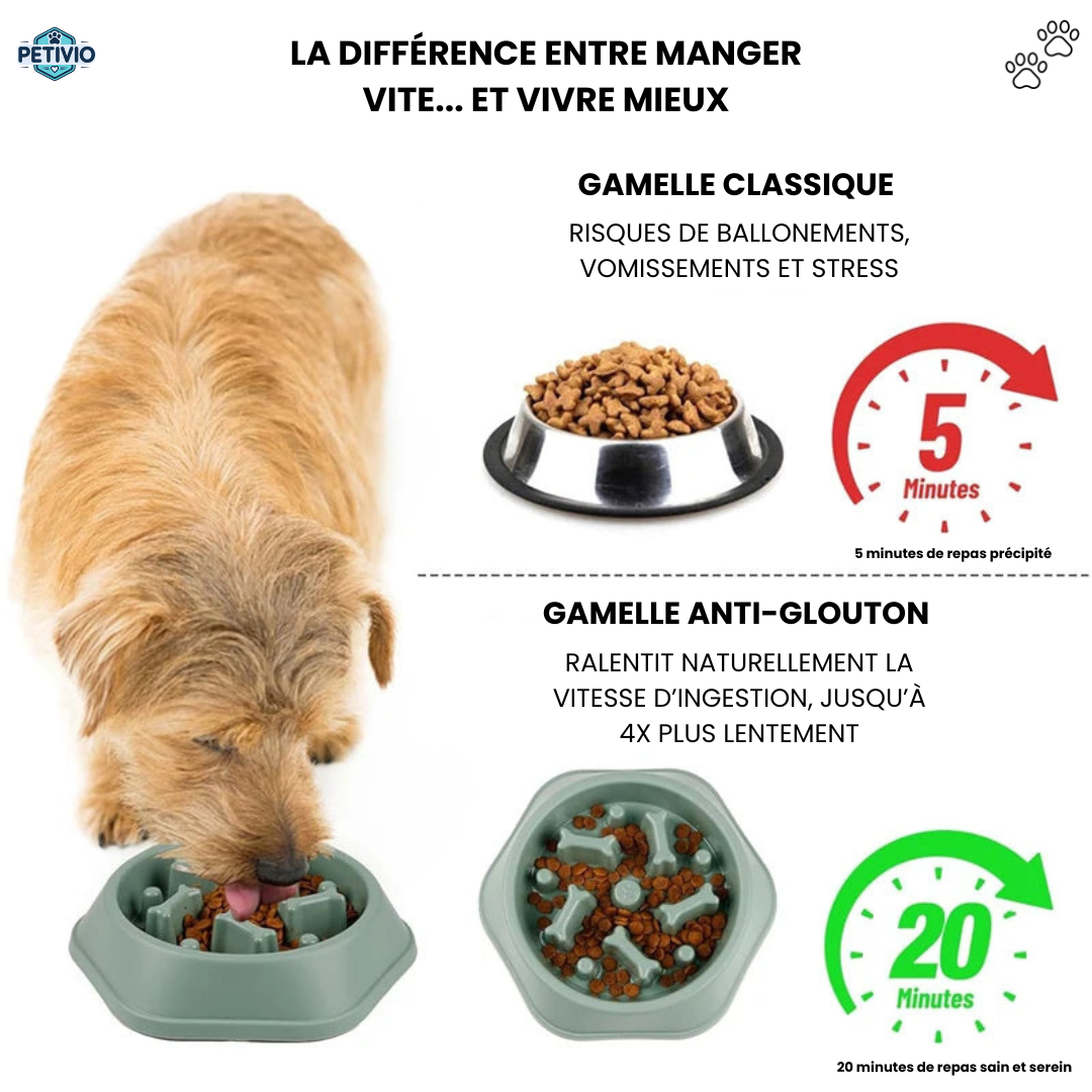 Gamelle Anti-Glouton – Pour une digestion saine et des repas apaisés